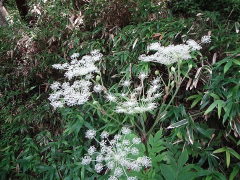 d0326888_16323189.jpg