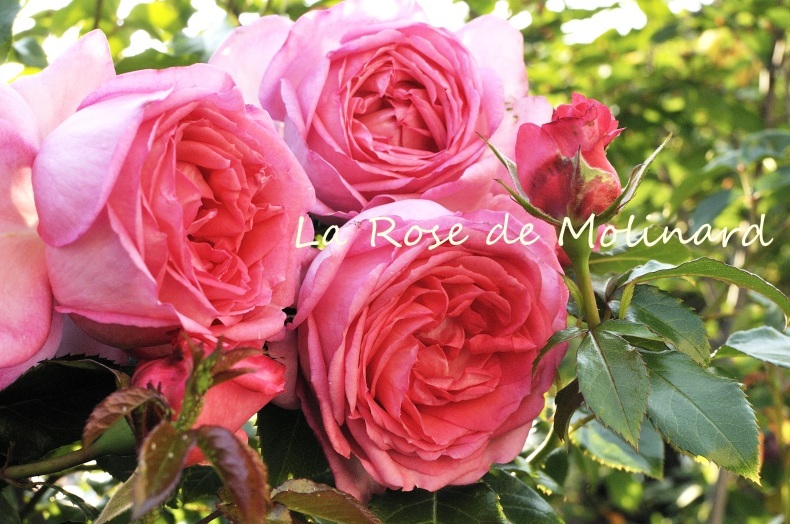 芳しき強健な薔薇 彼とカヲリの庭の関係