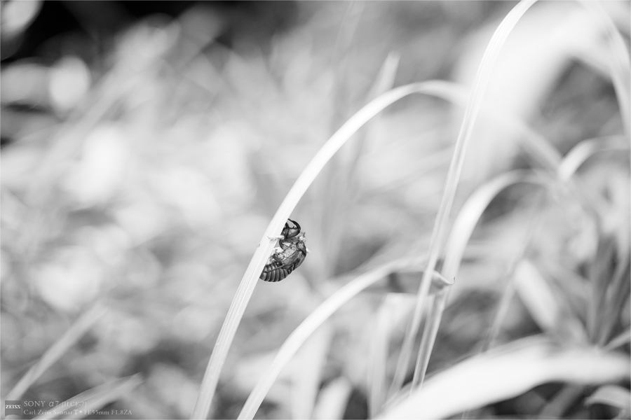 SONY α7 スナップ #258_e0117517_353395.jpg