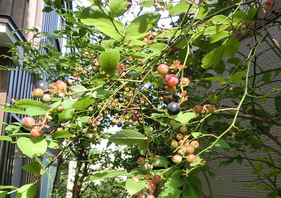 b0181818_12452029.jpg
