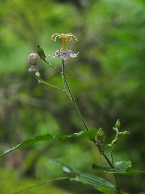 山野草散策_d0167019_9271336.jpg