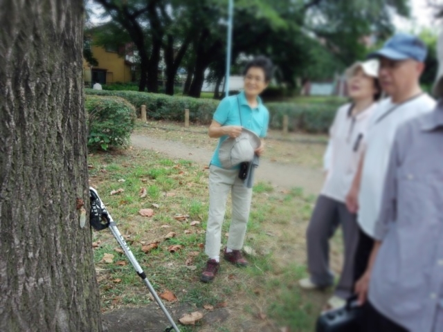 ラジオ体操　朝のサプライズ　ウグイス色ほやほやのアブラゼミ　2015/8/16  in Tokyo_d0129921_17332032.jpg