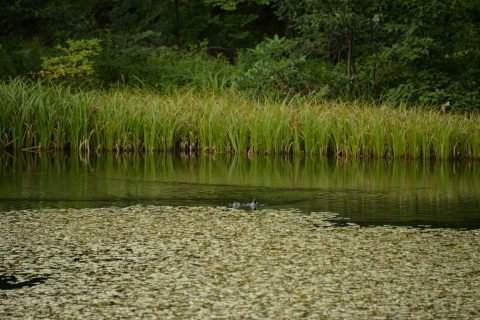 e0335926_10294139.jpg