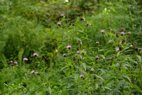 e0335926_10363372.jpg