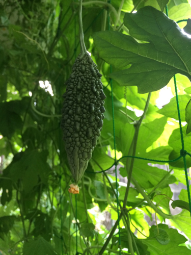 箱庭菜園_e0103327_00512360.jpg