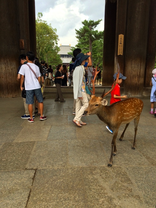 鹿と共存する街、奈良へ_a0197730_2316191.jpg