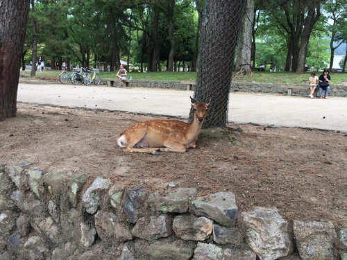 鹿と共存する街、奈良へ_a0197730_23165152.jpg