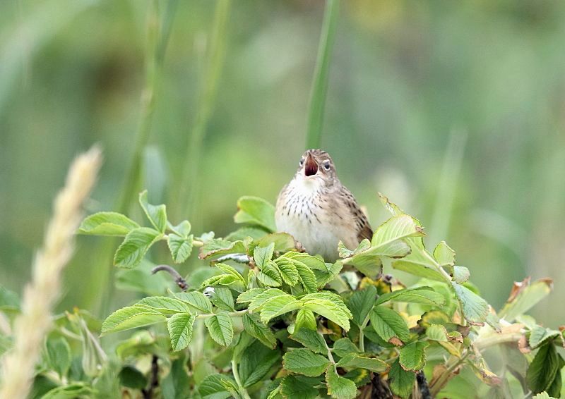 マキノセンニュウは、北海道の原生花園で、虫のような鳴き声でさえずる_b0346933_11475175.jpg