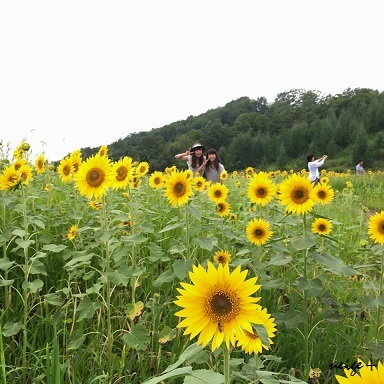 夏の猪苗代&三ノ倉高原ひまわり畑を満喫してきました♪_f0023333_22204821.jpg