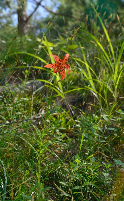 夏の花たち・・・3_b0236334_1657832.jpg