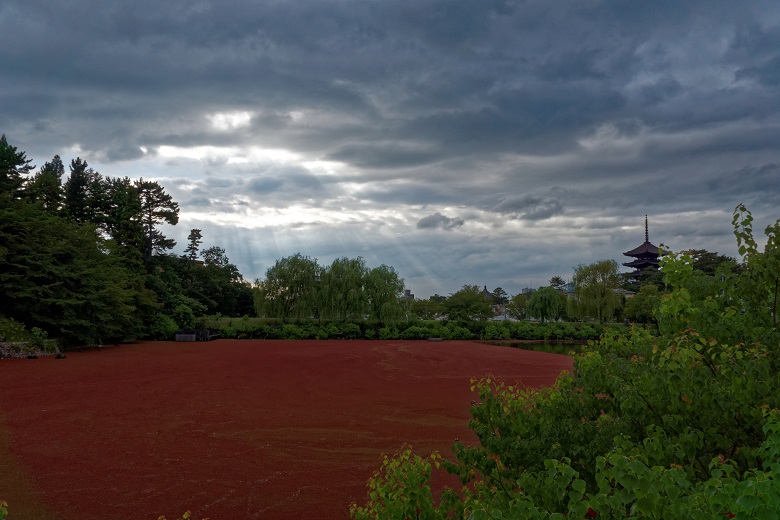 荒池の赤の怪！_f0274536_16541925.jpg