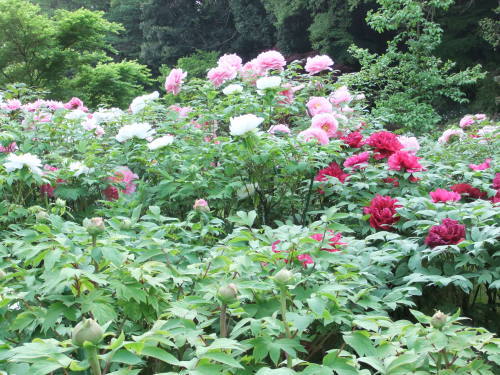 つくば牡丹園(平成27年4月)_f0324142_14480802.jpg