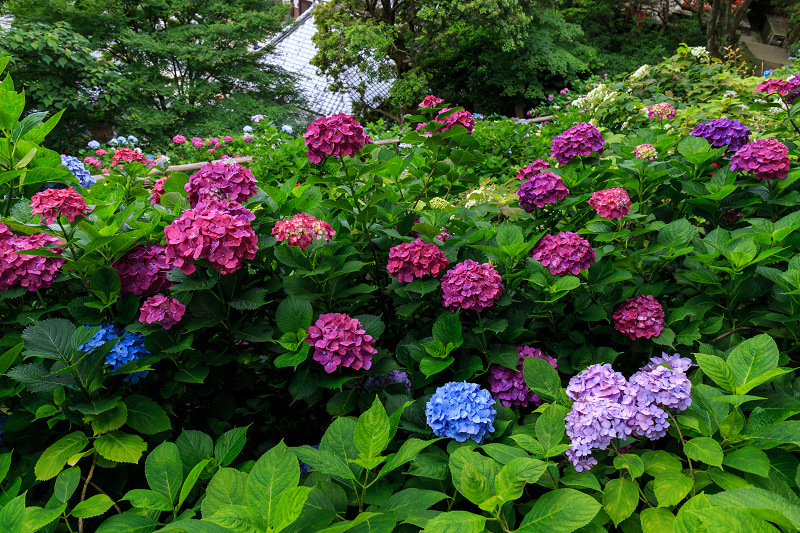 紫陽花の寺（柳谷観音 立願山楊谷寺）_f0155048_15264877.jpg