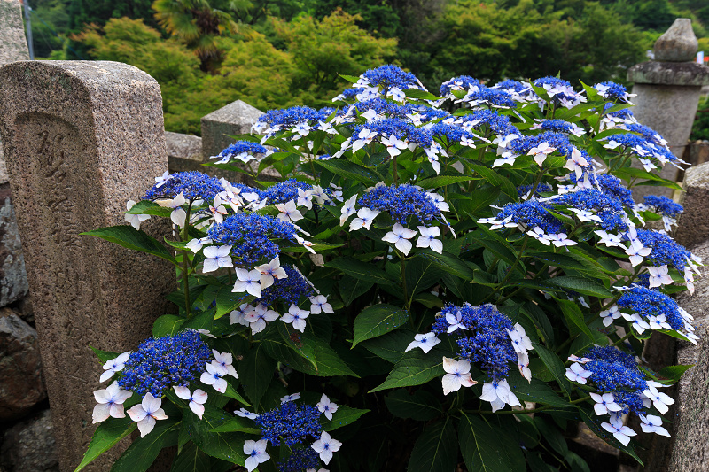 紫陽花の寺（柳谷観音 立願山楊谷寺）_f0155048_15275179.jpg