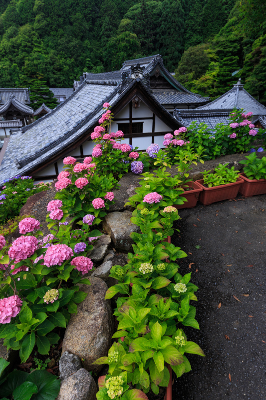 紫陽花の寺（柳谷観音 立願山楊谷寺）_f0155048_15284445.jpg