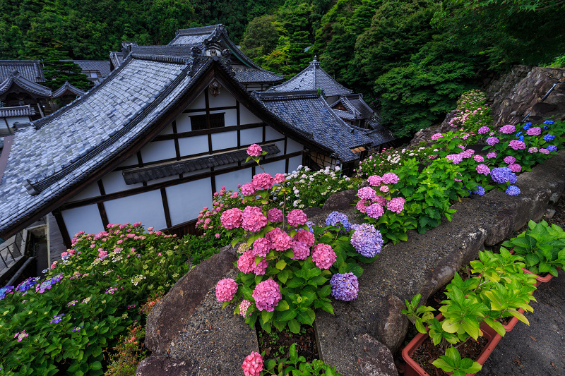 紫陽花の寺（柳谷観音 立願山楊谷寺）_f0155048_1529073.jpg