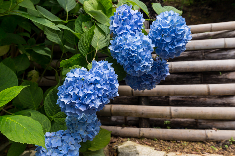 紫陽花の寺（柳谷観音 立願山楊谷寺）_f0155048_15291832.jpg