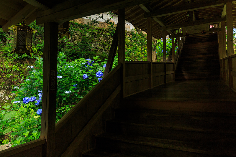 紫陽花の寺（柳谷観音 立願山楊谷寺）_f0155048_15294999.jpg