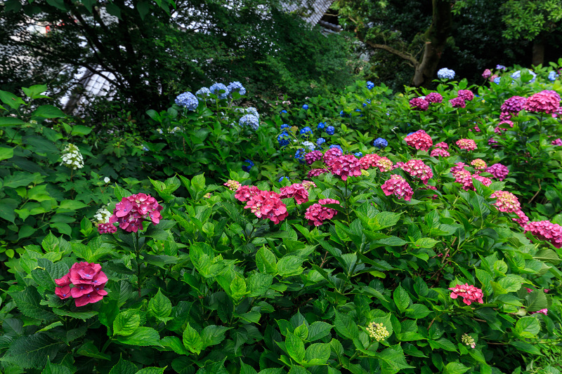 紫陽花の寺（柳谷観音 立願山楊谷寺）_f0155048_1529862.jpg