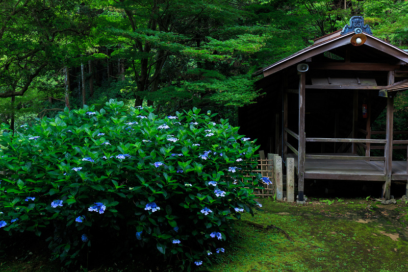 紫陽花の寺（柳谷観音 立願山楊谷寺）_f0155048_15302484.jpg