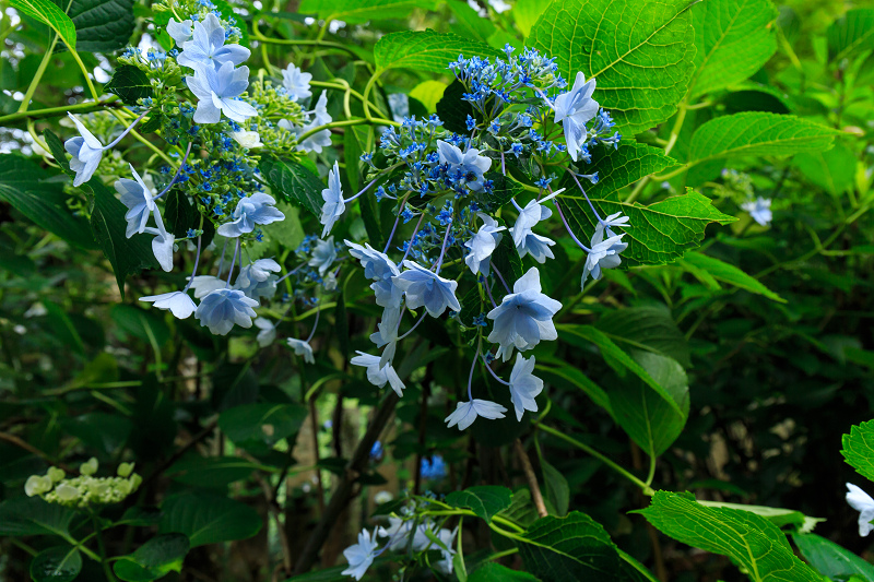 紫陽花の寺（柳谷観音 立願山楊谷寺）_f0155048_15304186.jpg