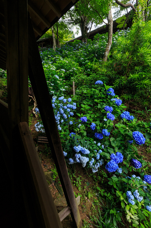 紫陽花の寺（柳谷観音 立願山楊谷寺）_f0155048_153078.jpg