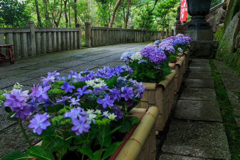 紫陽花の寺（柳谷観音 立願山楊谷寺）_f0155048_15312981.jpg