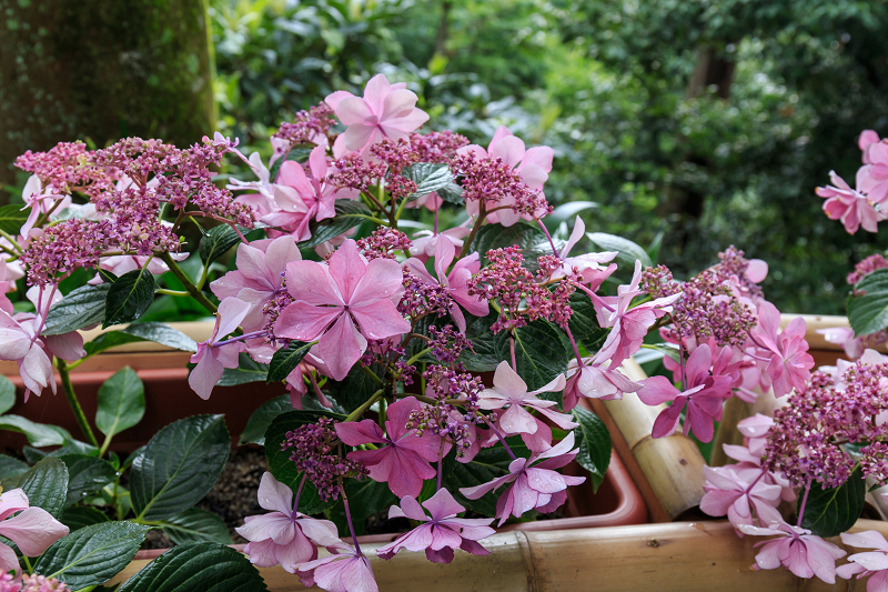 紫陽花の寺（柳谷観音 立願山楊谷寺）_f0155048_1531481.jpg