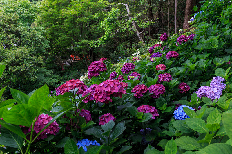 紫陽花の寺（柳谷観音 立願山楊谷寺）_f0155048_15315389.jpg