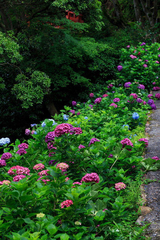 紫陽花の寺（柳谷観音 立願山楊谷寺）_f0155048_15321567.jpg