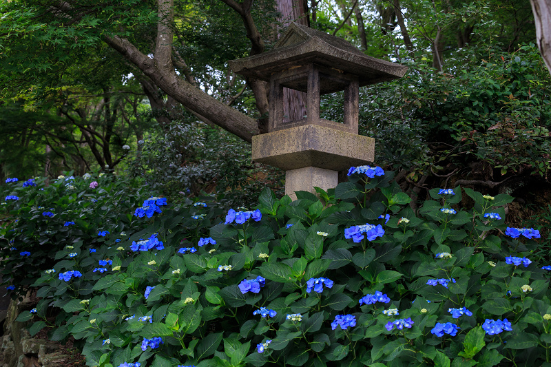 紫陽花の寺（柳谷観音 立願山楊谷寺）_f0155048_15323251.jpg