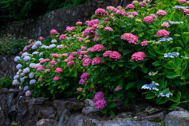 紫陽花の寺（柳谷観音 立願山楊谷寺）_f0155048_15325682.jpg