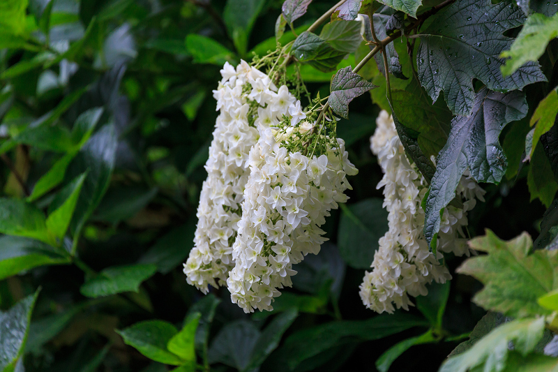 紫陽花の寺（柳谷観音 立願山楊谷寺）_f0155048_153277.jpg