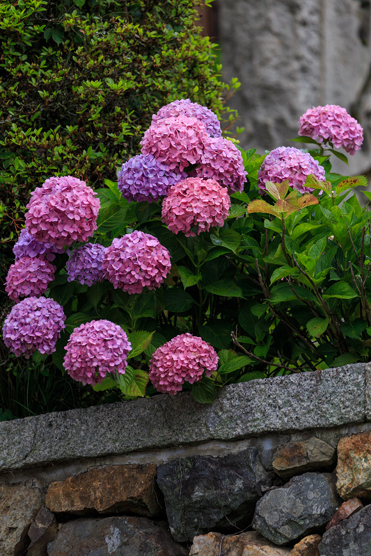 紫陽花の寺（柳谷観音 立願山楊谷寺）_f0155048_1533261.jpg