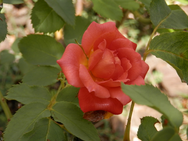 e0288951_1645078.jpg