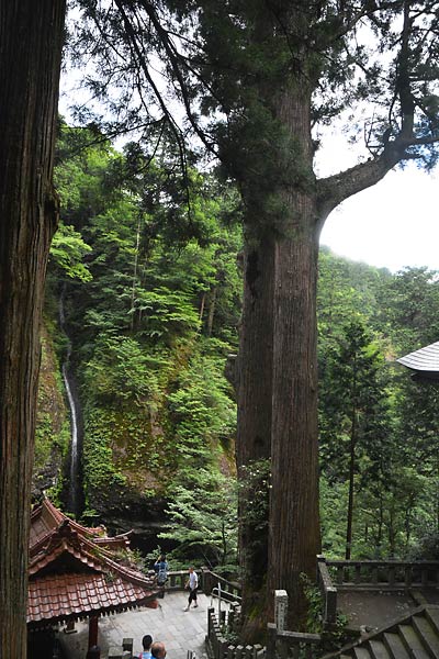 国指定天然記念物「榛名神社の矢立スギ」、国指定重要文化財「榛名神社の神幸殿」、同「榛名神社の双龍門」_c0043361_20281790.jpg