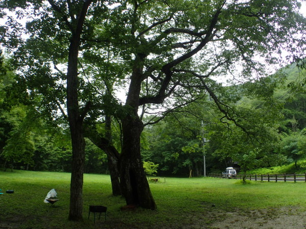 夏の湯西川キャンプ② 清流遊びで恐怖の再会_c0122670_07500615.jpg