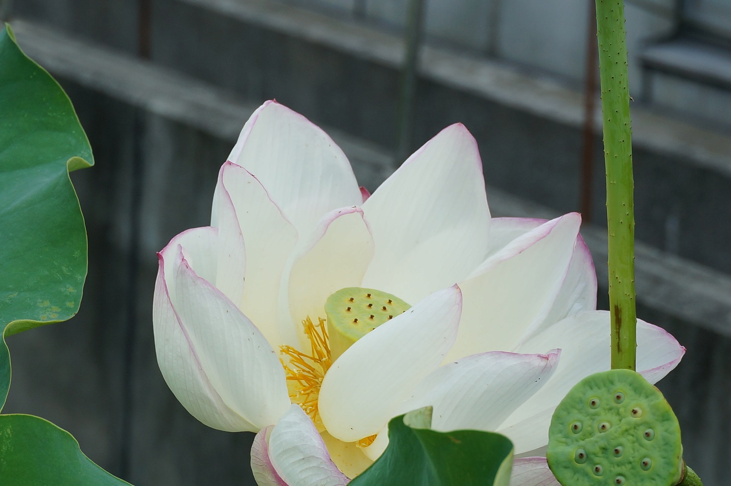 私も乗りた い オオオニバス in植物園 さくらのひとりごと 私も乗りた い オオオニバス in植物園 さくらのひとりごと