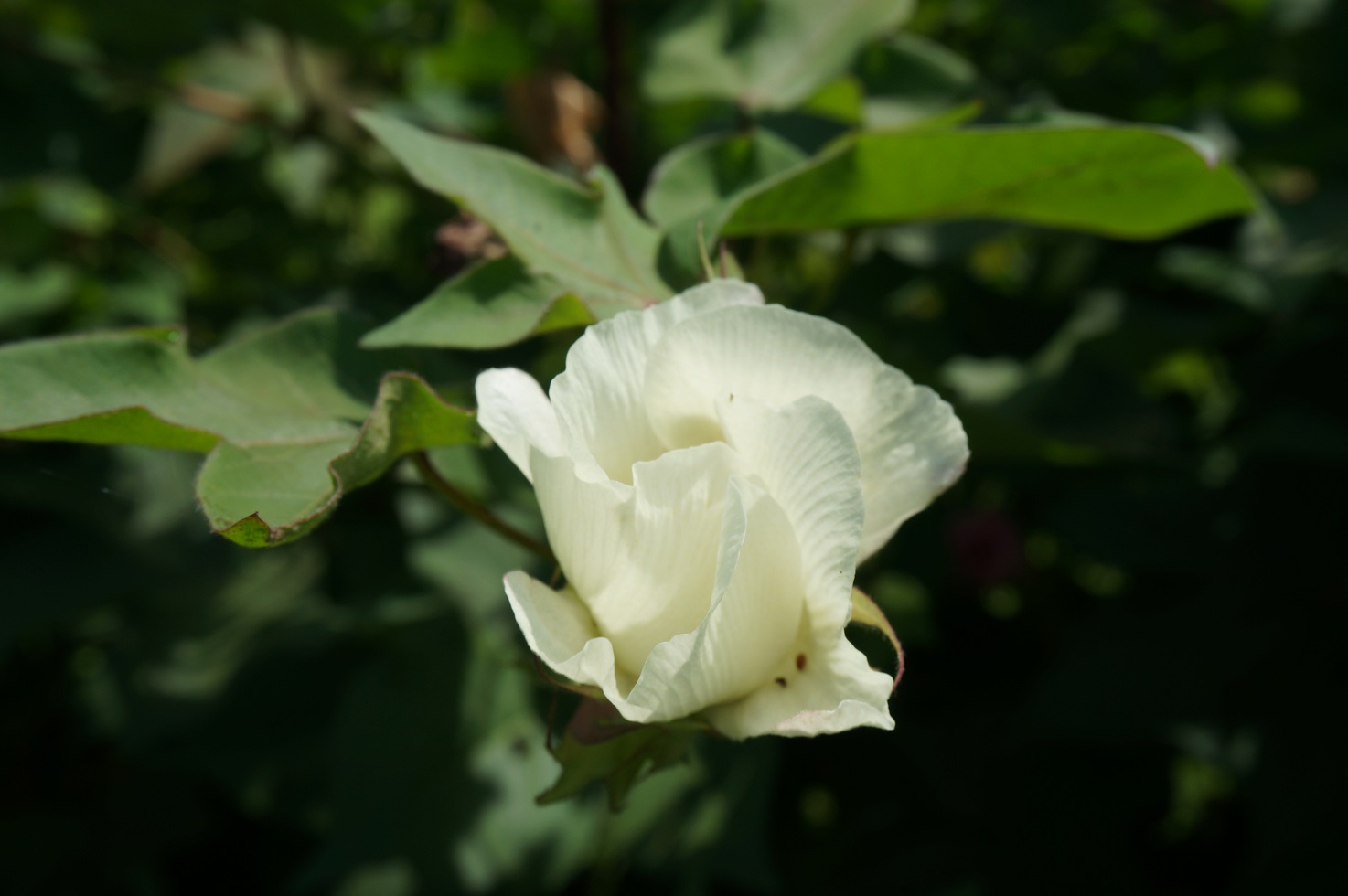 私も乗りた い オオオニバス in植物園 さくらのひとりごと 私も乗りた い オオオニバス in植物園 さくらのひとりごと