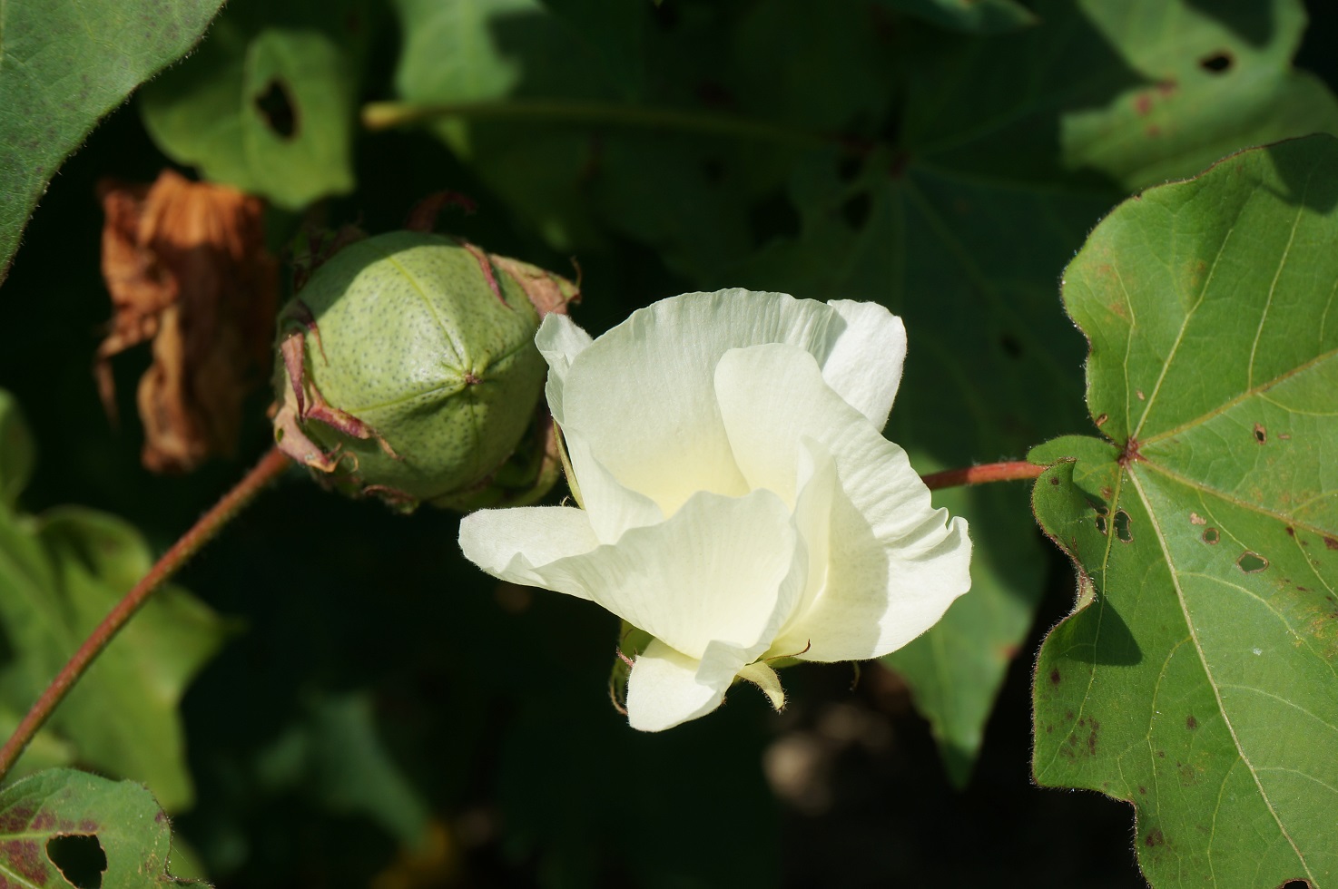 私も乗りた い オオオニバス ｉｎ植物園 さくらのひとりごと