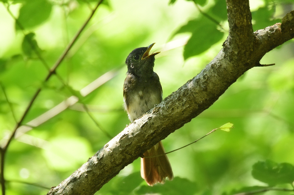 サンコウチョウ 幼鳥Ⅱ_f0053272_11425628.jpg