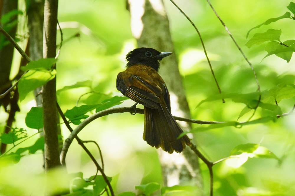 サンコウチョウ 幼鳥Ⅱ_f0053272_11432950.jpg