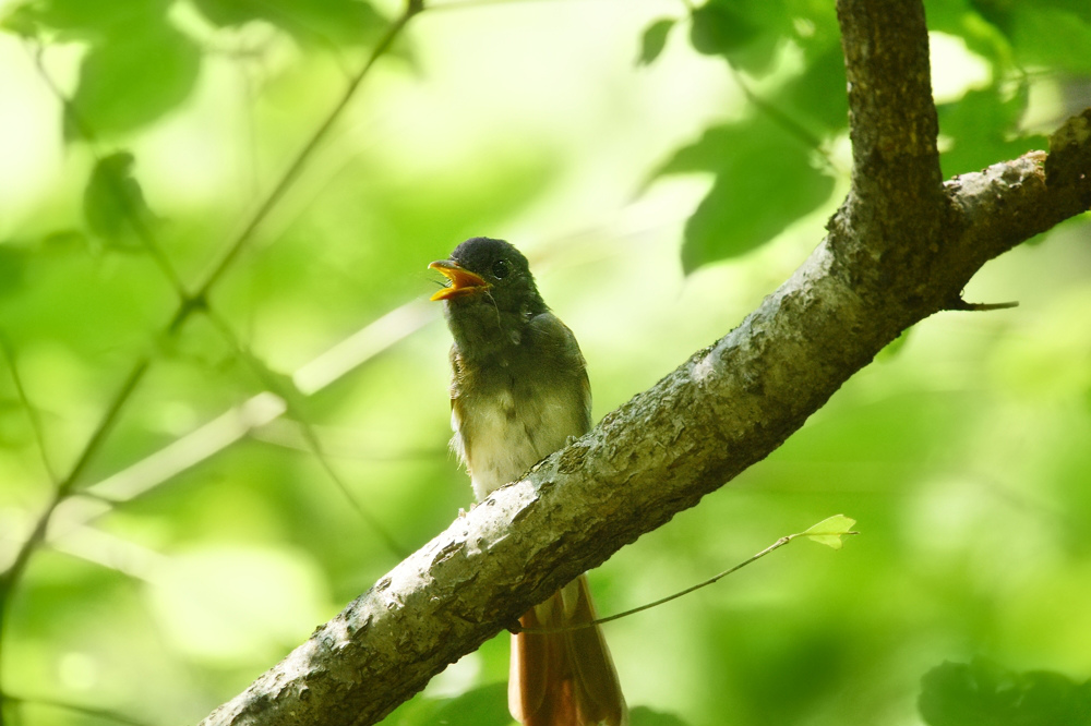 サンコウチョウ 幼鳥Ⅱ_f0053272_1143991.jpg
