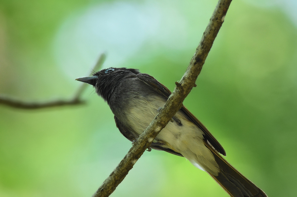サンコウチョウ 幼鳥Ⅱ_f0053272_11443210.jpg