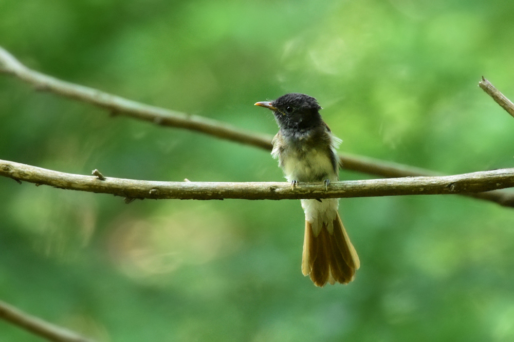 サンコウチョウ 幼鳥Ⅱ_f0053272_1145158.jpg