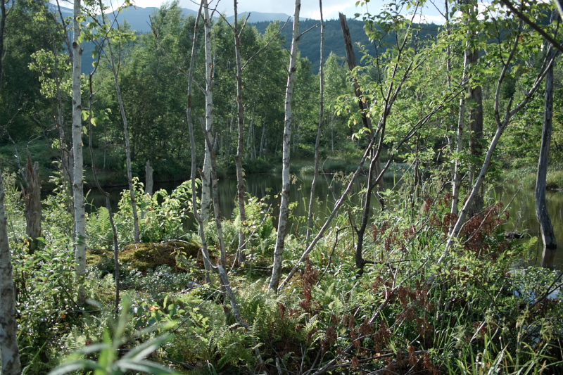 e0015174_19027.jpg