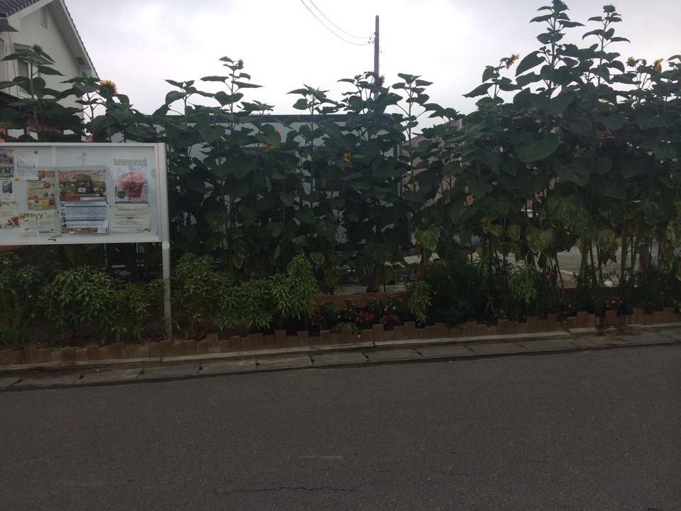 宮城県亘理郡亘理町 NPO法人いちごっこ_d0259876_1548593.jpg