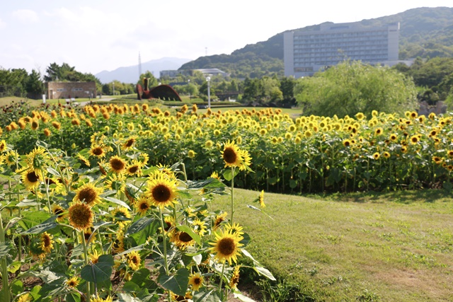 ひまわり色々～♪　明石海峡公園_a0123003_1702918.jpg