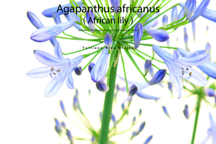 Agapanthus africanus (African lily)_f0038408_20433492.jpg