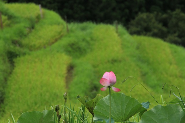 丸山千枚田を散策（その1）_e0321325_123131.jpg